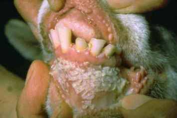 GOAT HEALTH PROTECTION STARTS WITH VACCINATION